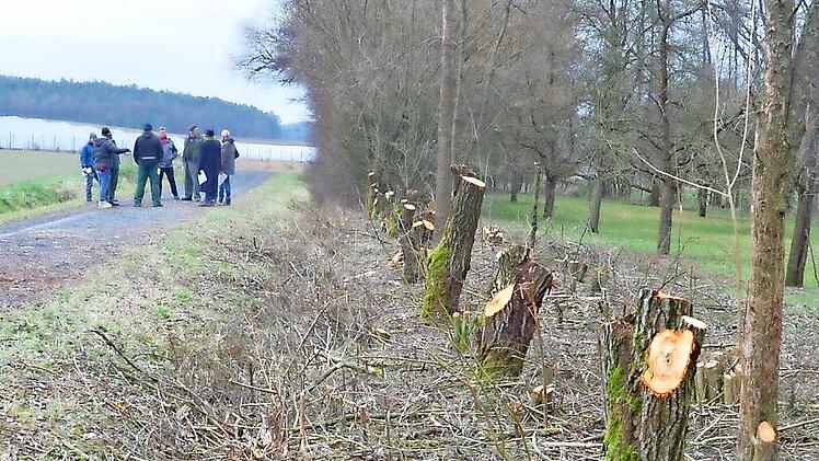 Darf das sein oder muss es sogar sein - Heckenschnitt wird bei Seßlach heftig diskutiert.