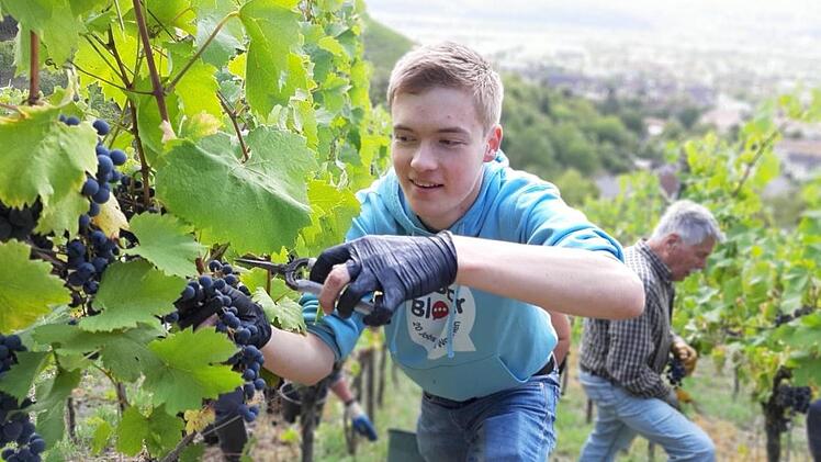 Bei der Weinlese packte Moritz Hüfner im Weinberg des Weinguts Ruppert in Hammelburg mit an.  Fotos: Bastian Reusch