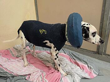 "7 Jahre H&ouml;lle": Tierheim in Franken macht Hunde-Schicksal &ouml;ffentlich
