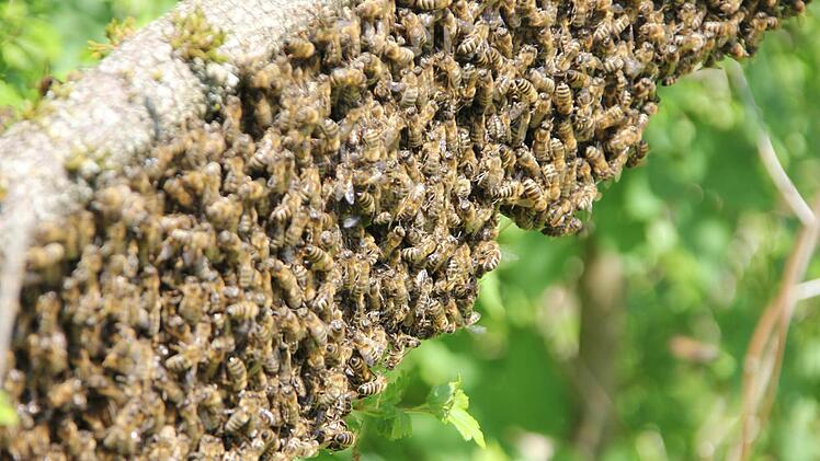 Die Feromone der Königin halten den Schwarm zusammen.  Foto: Friedwald Schedel