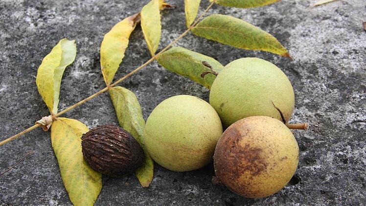 Nüsse in der Hülle, eine enthüllte Schwarznuss und Blätter eines Schwarznuss-Baumes Foto: mna
