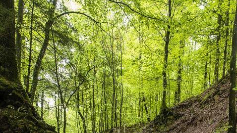 Der Feldbach in der Kaskadenschlucht. Foto: Jürgen Hüfner