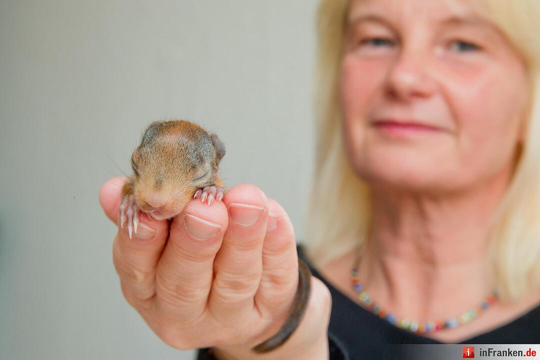 Eichhörnchen-Auffangstation