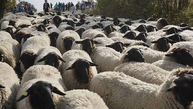 Immer wieder beeindruckend, wenn die Rhönschafherde durch die  Zuschauermenge zieht.