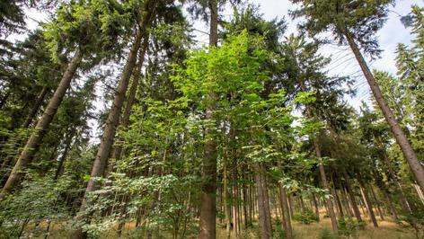 Symbolbild Waldwildnis