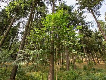 Symbolbild Waldwildnis