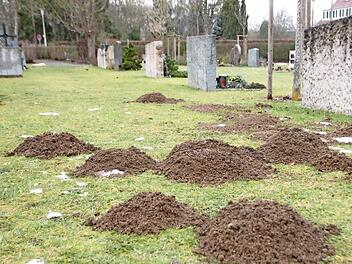 Ein Maulwurf macht sich im Friedhof breit.