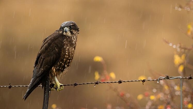 Neuseelandfalke zum Vogel des Jahres gewählt