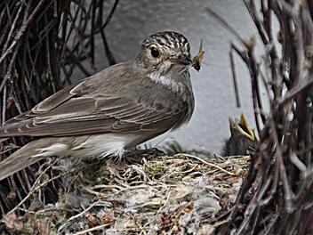 Als der Grauschnäpper mit einem Insekt zum Nest kommt, recken sich ihm sogleich die Hälse seiner Jungen entgegen. Foto: Helmut Will