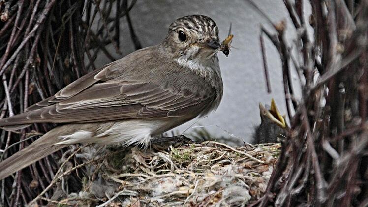 Als der Grauschnäpper mit einem Insekt zum Nest kommt, recken sich ihm sogleich die Hälse seiner Jungen entgegen. Foto: Helmut Will