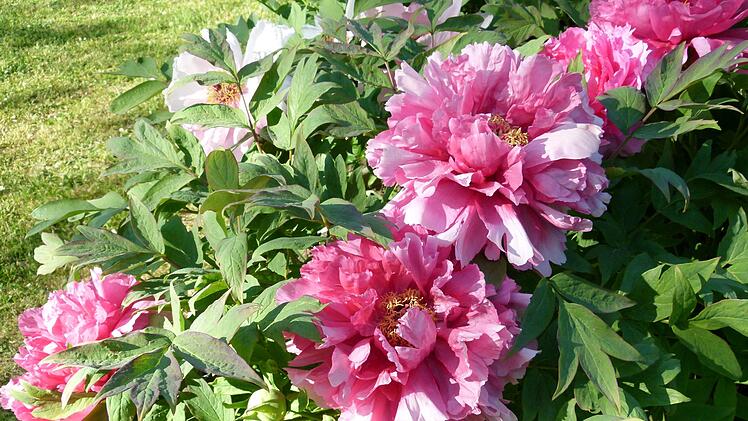 Neben der Taube als Sinnbild für den Heiligen Geist gelten auchPfingstrosen als Pfingstsymbol.