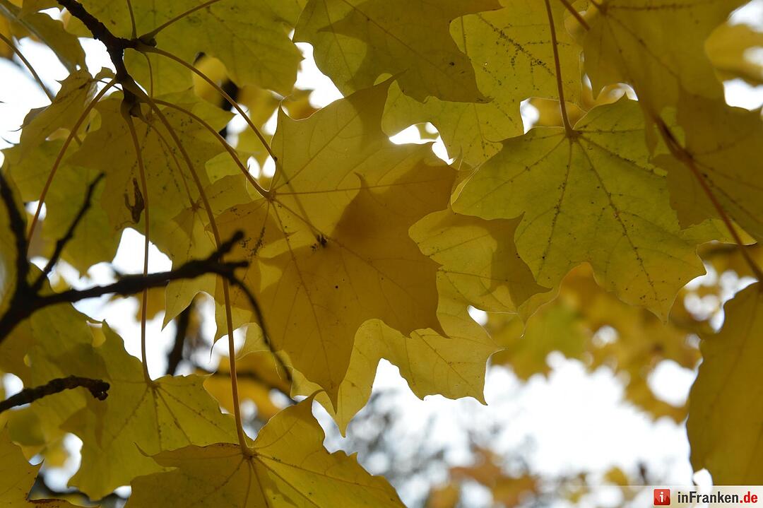 Herbstimpressionen Bamberg