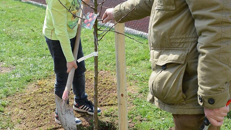 Impressionen vom Obstbaum-Pflanztag an der Grundschule Melkendorf  Foto: Dagmar Besand