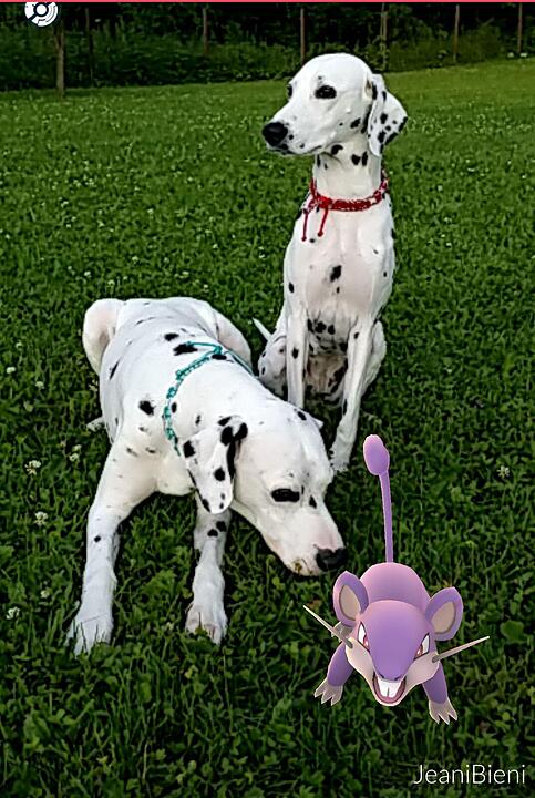 Pokémon Go - Die besten Bilder unserer Nutzer