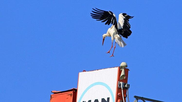Das ist ein guter Platz. Kommen fremde Störche kann er schnell zu seinem Nachwuchs überfliegen und ihn beschützen. Foto: Hans-Peter Schönecker