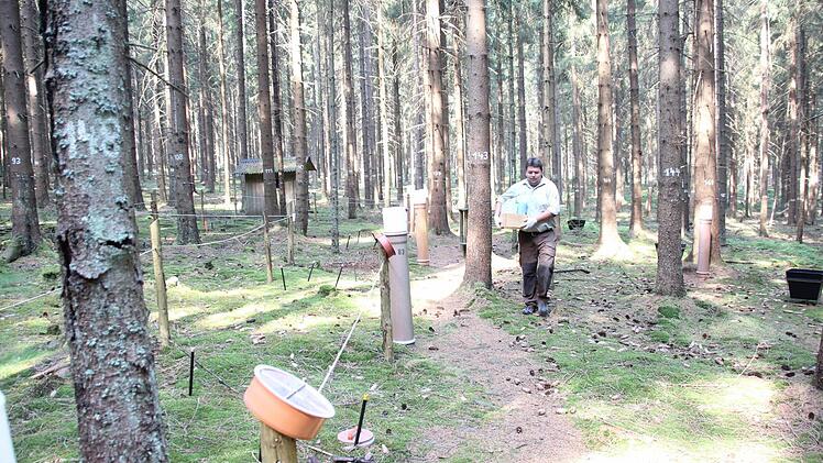 Marcus Hollederer auf dem Weg durch die Forschungsfläche im Wald  Foto: Friedwald Schedel