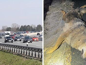 Ungewöhnlicher Wildunfall auf der A9 bei Nürnberg: Wolf liegt tot auf Autobahn Ungewöhnlicher Wildunfall auf der A9 bei Nürnberg: Wolf liegt tot auf Autobahn