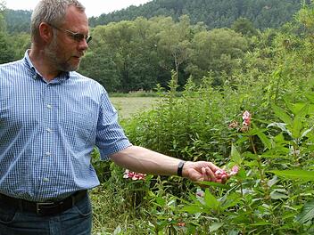 Biologe Frank Reißenweber ist über das bei uns eigentlich fremde Springkraut nicht gerade glücklich, das sich auch an der Steinach einige Flecken erobert hat. Aber als Katastrophe betrachtet er das Vorkommen dieses Neophyten nicht. Fotos: Rainer Lutz