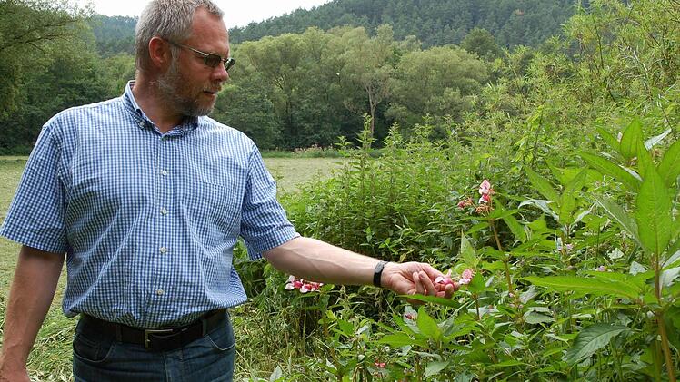 Biologe Frank Reißenweber ist über das bei uns eigentlich fremde Springkraut nicht gerade glücklich, das sich auch an der Steinach einige Flecken erobert hat. Aber als Katastrophe betrachtet er das Vorkommen dieses Neophyten nicht. Fotos: Rainer Lutz