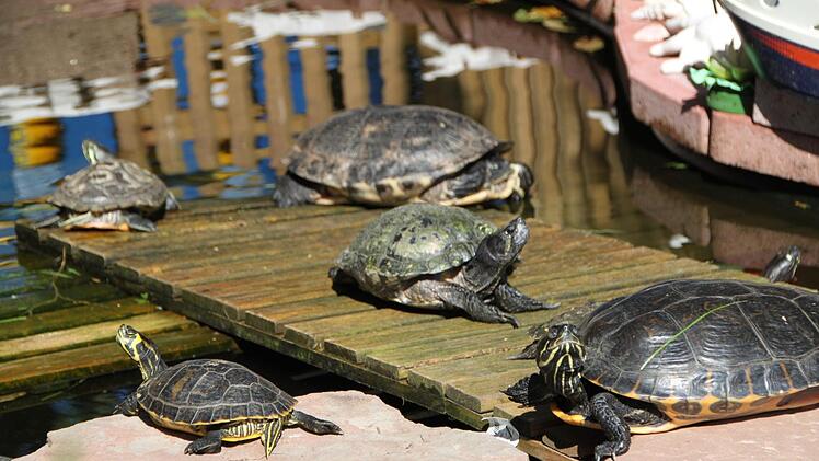 Etliche Schildkröten leben im Wasser. Die Familie hat einen Teich im Garten angelegt. Foto: Ulrike Müller