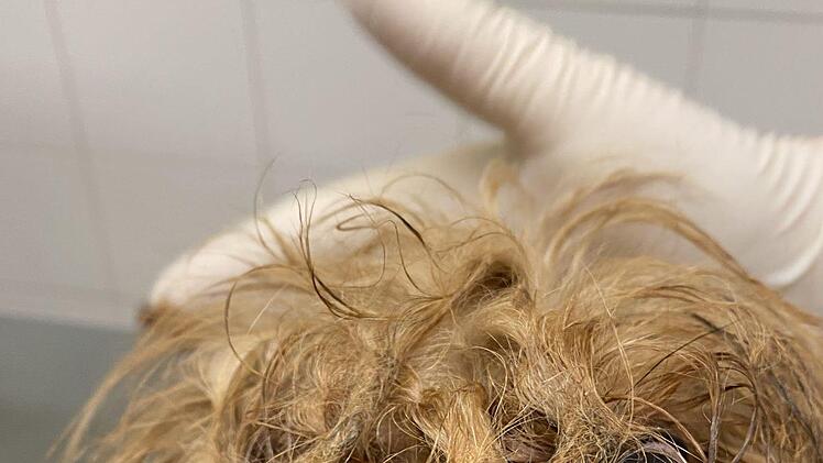 Das Gesicht des Hundes ist kaum zu erkennen. Mehr als ein Jahr musste er zusammen mit vier Katzen und einem weiteren Hund in einem Verschlag in Unterfranken hausen. Völlig verwahrlost und verdreckt. Foto: Alexandra Kieser/Tierschutzverein Aschaffenburg