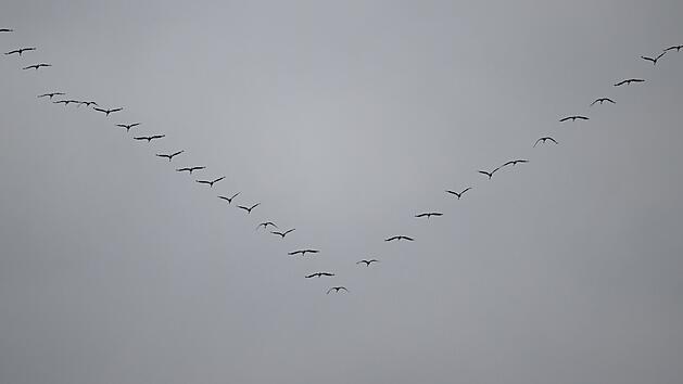 Zugvögel über Frankfurt am Main