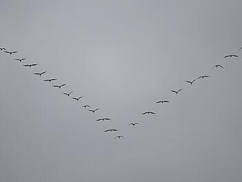 Zugv&ouml;gel &uuml;ber Frankfurt am Main