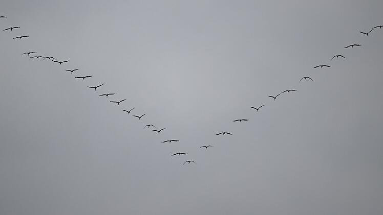Zugvögel über Frankfurt am Main