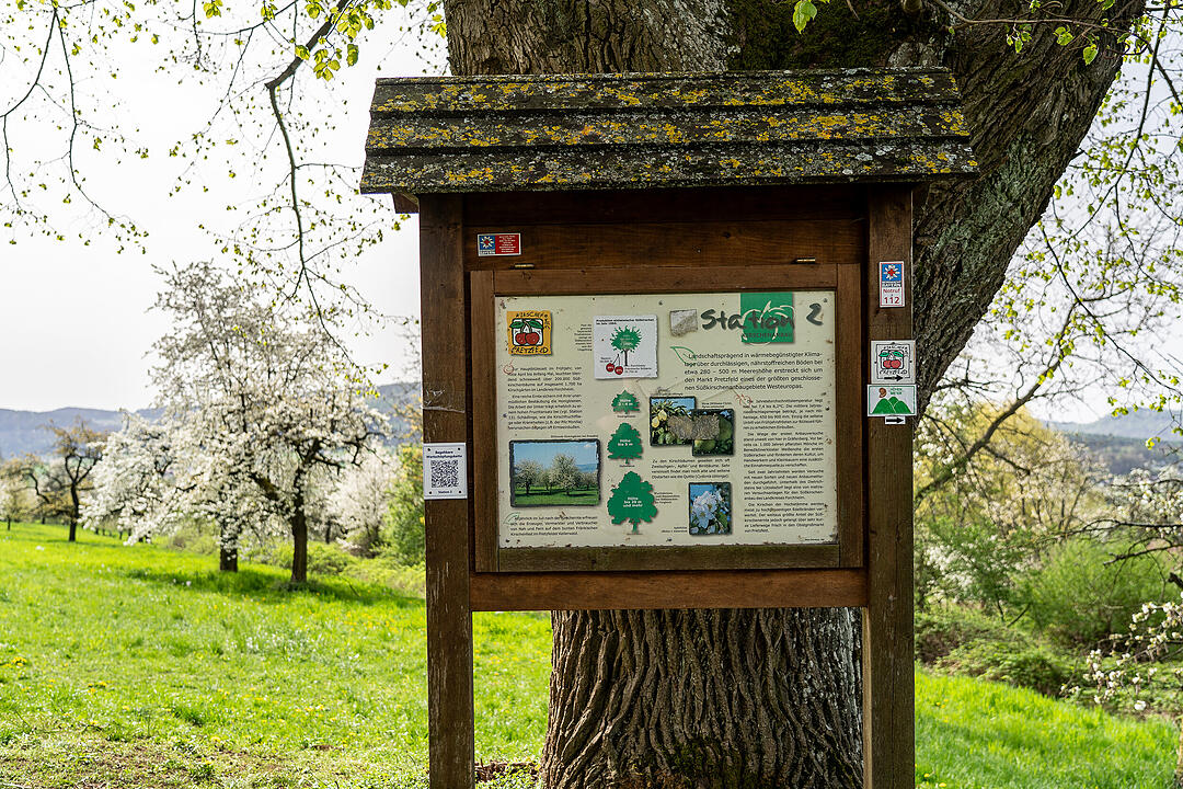 Unterwegs auf dem Kirschenweg.