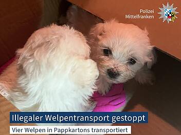 Illegaler Welpentransport auf A3 - Polizei entdeckt vier junge Hunde