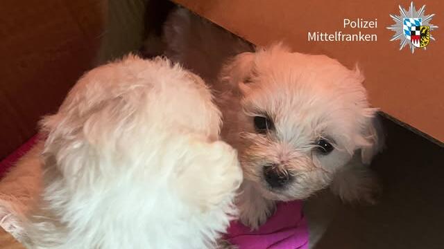 Illegaler Welpentransport auf A3 - Polizei entdeckt vier junge Hunde