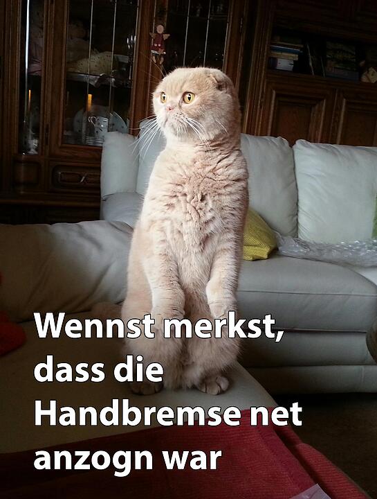 29 fränkische Katzen, die dich verstehen