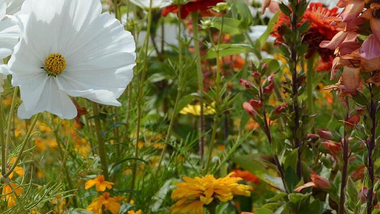 Impressionen von der Landesgartenschau in Bayreuth Foto: Dagmar Besand