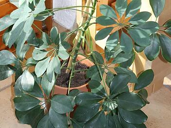 Die Schefflera verbessert unsere  Stimmung. Andere Pflanzen können  Umweltgifte in der Luft reduzieren.Jupp Schröder