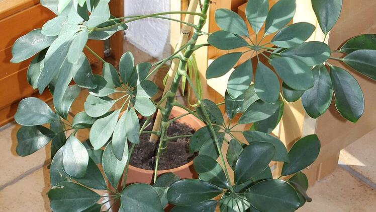 Die Schefflera verbessert unsere  Stimmung. Andere Pflanzen können  Umweltgifte in der Luft reduzieren.Jupp Schröder