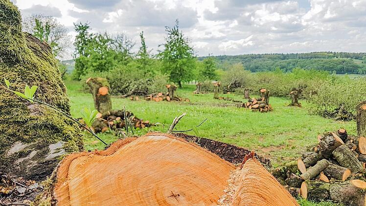Bilder wie diese schockierten in den vergangenen Wochen viele im Landkreis Forchheim und darüber hinaus. Foto: privat