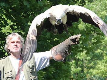 Falknerei-Helfer Jürgen Vogelhuber lässt Zwerggänsegeier Sam von seinem Arm in die Lüfte aufsteigen.  Fotos: Thomas Heuchling