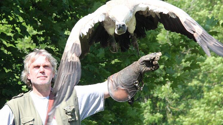 Falknerei-Helfer Jürgen Vogelhuber lässt Zwerggänsegeier Sam von seinem Arm in die Lüfte aufsteigen.  Fotos: Thomas Heuchling