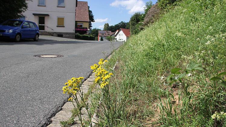 Jakobskreuzkraut in Leutendorf   Foto: Friedwald Schedel