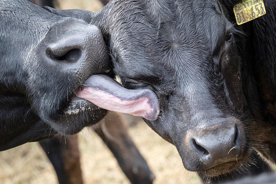 Eine Kuh trocknet ihr Kalb