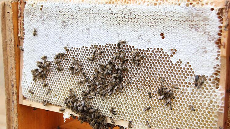 Die Bienen haben schon angefangen, die Waben mit Wachs (weiß) zu verschließen.  Foto: Friedwald Schedel