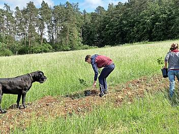Der Biohof Ritter in Ostheim will in der Rhön Biotrüffel züchten.