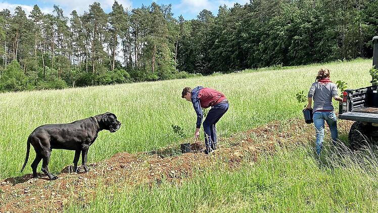 Der Biohof Ritter in Ostheim will in der Rhön Biotrüffel züchten.