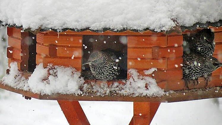Winterfütterung der Stare. Foto: Elke Spillman-Preuß