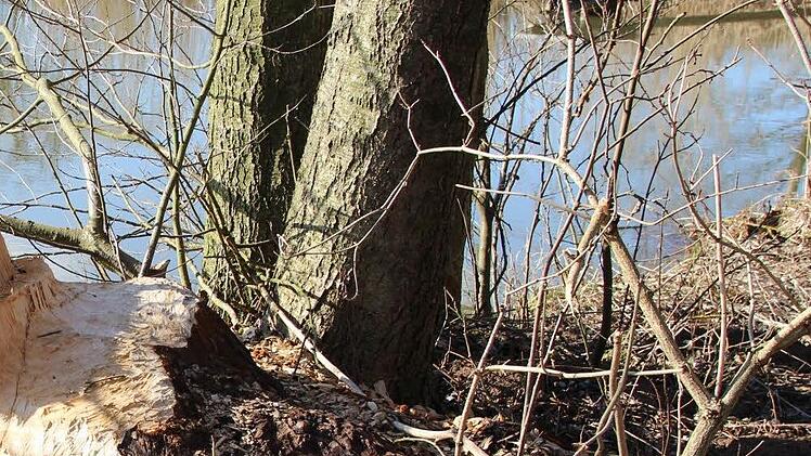 Wenn die Rinde eines Baumes beschädigt wird, wird der Stamm wehrloser gegen Krankheiten.  Foto: Archiv