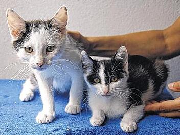 Viele kleine Katzenkinder