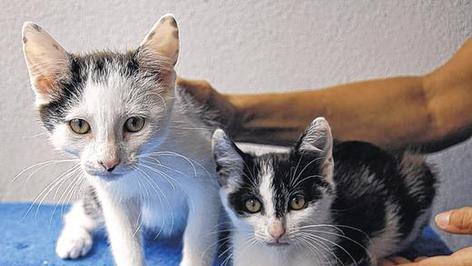 Viele kleine Katzenkinder