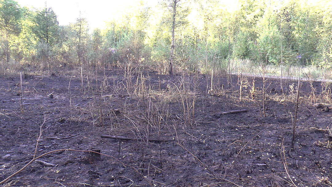 Waldbrand im Kreis Haßberge: Feuerwehr kämpft mit Großaufgebot gegen die Flammen