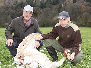 Peter Pörtner aus Kleinbrach sowie Tierarzt und Jagdpächter Helmut Fischer begutachten den toten Schwan. In dieser Woche wurde ein ausgewachsenes Tier, vergangene Woche ein Jungtier gerissen. Foto: Ralf Ruppert