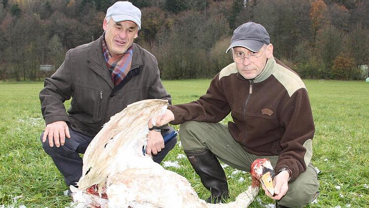 Peter Pörtner aus Kleinbrach sowie Tierarzt und Jagdpächter Helmut Fischer begutachten den toten Schwan. In dieser Woche wurde ein ausgewachsenes Tier, vergangene Woche ein Jungtier gerissen. Foto: Ralf Ruppert